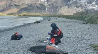 Antarktika'da Kuş Gribi Nedeniyle Fok Ölümleri