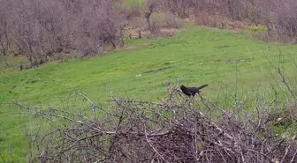 Çorum'da nesli tükenme riski altında bulunan vaşak ve yaban hayvanları fotokapanla kaydedildi