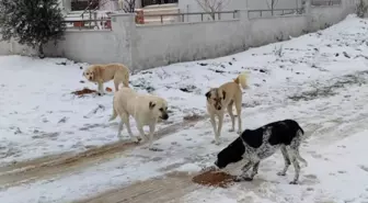 Gelibolu Belediyesi, sahipsiz hayvanları besliyor