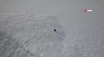 Karda yiyecek arayan tilki dron kamerasına takıldı