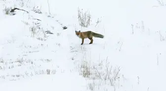 Kars'ta Kar Yağışının Ardından Yiyecek Bulmakta Güçlük Çeken Tilkiler Avlanırken Görüntülendi