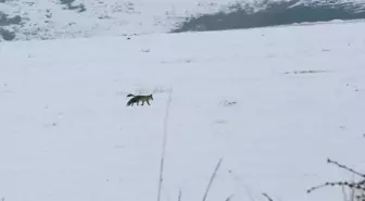 Kars'ta Kar Yağışı Sonrası Yiyecek Bulmakta Güçlük Çeken Tilkiler Avlanırken Görüntülendi