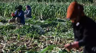 İzmir'de Kışlık Sebze Üretimi Artıyor