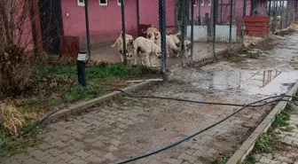 Bingöl'de bakıma muhtaç köpek ve 9 yavrusu koruma altına alındı