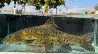 Leopar Sazanı Türü Bulundu: Türkiye Dosyası Kapatıldı