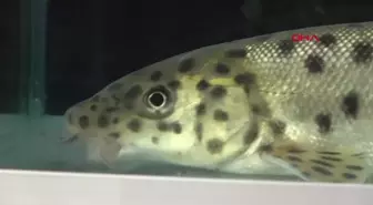 Leopar Sazanı Türü RTEÜ Bilim İnsanları Tarafından Bulundu