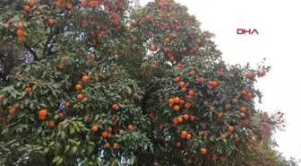 Turunç, ekonomik olarak satışa sunulmuyor