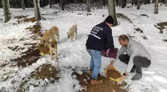 Edremit Belediyesi, Hanlar bölgesindeki sokak hayvanlarına mama dağıttı