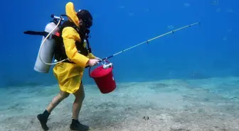 Fethiye'de Dalgıçlar Suyun Altında Oltayla Balık Avladı