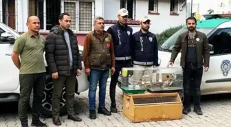 Osmaniye'de satışı yasaklı istilacı kuş ticareti yapan iş yerine para cezası