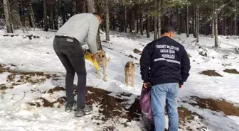 Edremit Belediyesi, Kazdağları'nda sokak hayvanları için yem desteği bıraktı