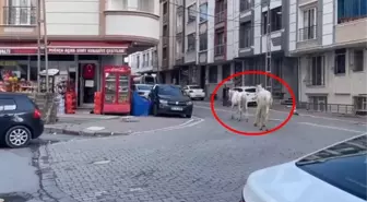 Esenyurt'ta başıboş atlar sokaklarda dolaştı