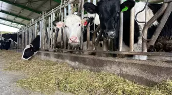 Burdur'da Süt Sığırı Çiftliklerinin Belgelendirilmesine Başlandı