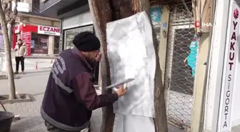 Uşak'ta 100 yıllık çınar ağacı bakımdan geçti