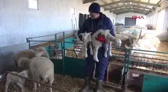 Edirne'de Kuzulara Kazak Giydirildi