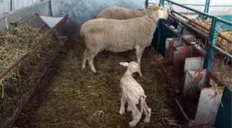 Edirne'de Besici, Yeni Doğan Kuzularına Kazak Giydirdi