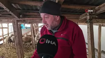 Ahıra giren kurtlar 25 koyunu telef etti