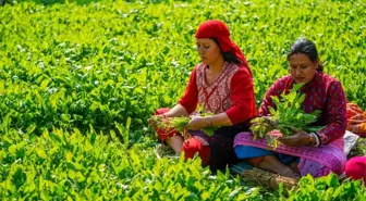 Nepal'de Maghe Sankranti Festivali İle Ispanak Toplanıyor