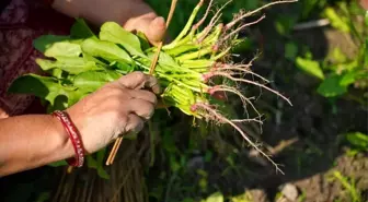 Nepal'de Maghe Sankranti Festivali İçin Ispanak Toplanıyor