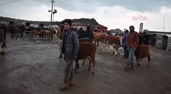 Yozgat'ta Şap Hastalığı Nedeniyle Canlı Hayvan Pazarları Kapatıldı