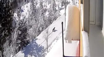 Kastamonu'nun Devrekani ilçesinde gündüz vakti köye inen kurt güvenlik kamerasına yansıdı