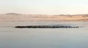 Sivas'ta Hafik Gölü'nün yüzeyi buzla kaplandı