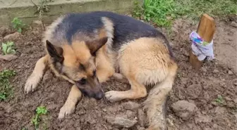 Babaannesinin Mezarının Başında Bulunan Köpek