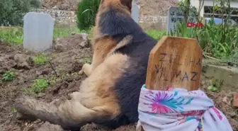 Babaannesinin Mezarının Başında Bulunan Köpek