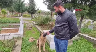 Babaannesinin Mezarının Başında Kaybolan Köpek Bulundu