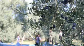 Marmarabirlik, 2023-2024 iş yılı kampanyasında 2.8 milyar liralık ürün alımı gerçekleştirdi