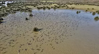 Samsun'da Kızılırmak Deltası Kuş Cenneti'nde Binlerce Göçmen Kuş