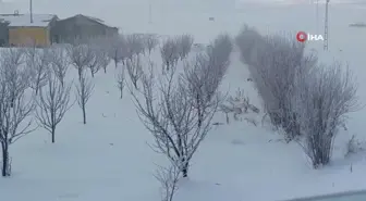 Van'da ağaçlar kırağı tuttu