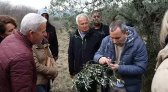 Efes Tarlası Yaşam Köyü'nde Kadın Üreticilere Zeytin Ağacı Budama Eğitimi