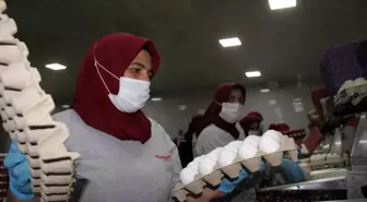 Afyonkarahisar'da Tavukçular Yumurta Fiyatlarındaki Artışı Aracılara Bağladı