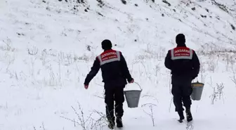Ağrı'da jandarma, dondurucu soğuklarda yiyecek bulamayan yaban hayvanlarına yardım ediyor