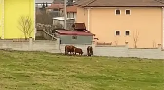 Düzce'de besici tosunların saldırısından kadının müdahalesiyle kurtuldu