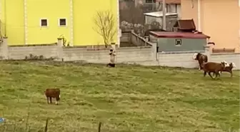 DÜZCE'de 3 Tosunun Saldırısına Uğrayan Adamı Kadın Sopayla Kurtardı