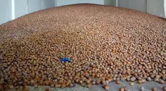 Doğu Karadeniz İhracatçılar Birliği'nden 2023 yılında 2 milyar dolarlık ihracat