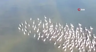 Flamingolar iklim değişikliğinde dolayı Van Gölü havzasını tercih etmeye başladı