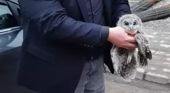Giresun'da Yaralı Baykuş Koruma Altına Alındı