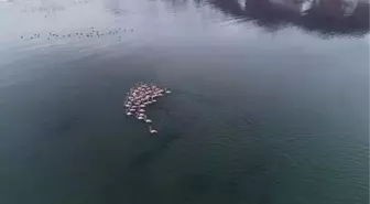 Van Gölü'nde Flamingoların Konaklaması Potansiyel Üreme Alanına Dönüşebilir