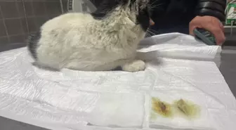 Bilecik'te sahipsiz kedinin midesindeki tüy yumakları endoskopi ile alındı