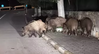 Muğla'nın Bodrum ilçesinde aç kalan yaban domuzları kent merkezine indi