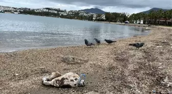 Bodrum'da sağanak sonrası plajlarda çöp yığınları oluştu