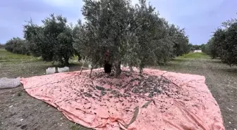 Manisa'da Zeytin Hasadı Tamamlandı