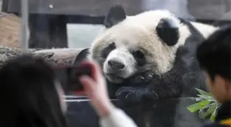 Chongqing'da dört dev panda halkla buluştu