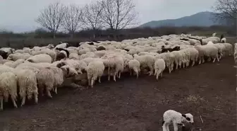 Amasya'da Organize Sanayi Bölgesi tartışması: Vali ve belediye başkanıyla iletişim kuramıyoruz