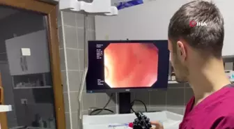 Endoskopi yapılan kediden çıkanlar 'yok artık' dedirtti