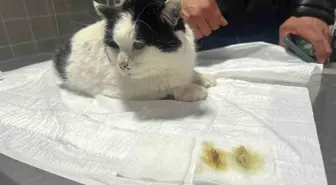 Bilecik'te rahatsızlanan kedi endoskopi ile sağlığına kavuştu