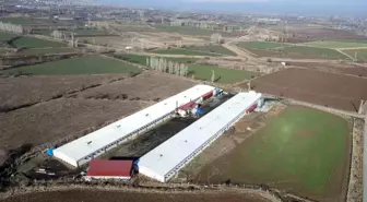 Erzincan'da Tavuk Çiftliği Kapasitesi Arttı